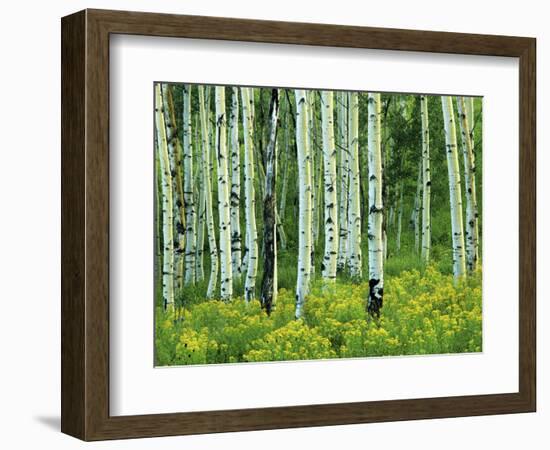 Aspen and Goldenrod, Uinta-Wasatch-Cache National Forest, Utah, USA-Charles Gurche-Framed Photographic Print