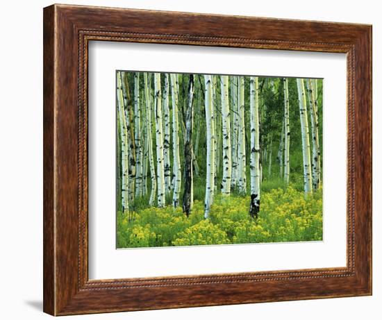 Aspen and Goldenrod, Uinta-Wasatch-Cache National Forest, Utah, USA-Charles Gurche-Framed Photographic Print