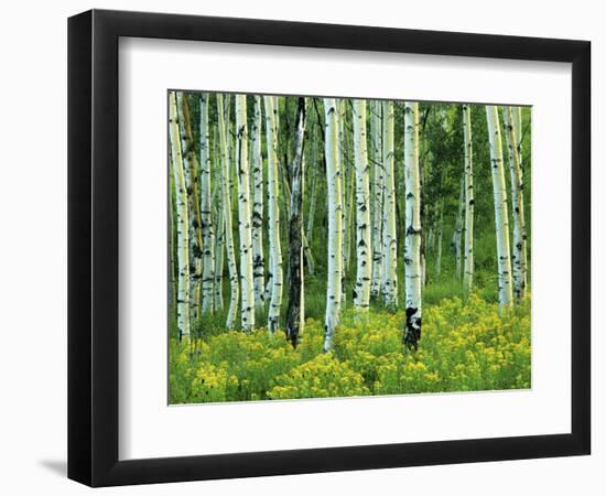 Aspen and Goldenrod, Uinta-Wasatch-Cache National Forest, Utah, USA-Charles Gurche-Framed Photographic Print