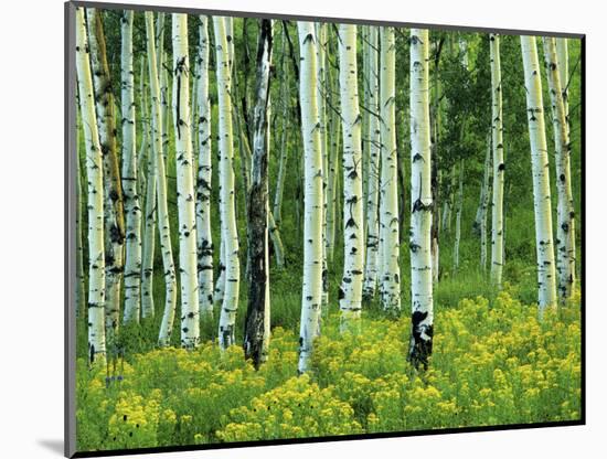 Aspen and Goldenrod, Uinta-Wasatch-Cache National Forest, Utah, USA-Charles Gurche-Mounted Photographic Print