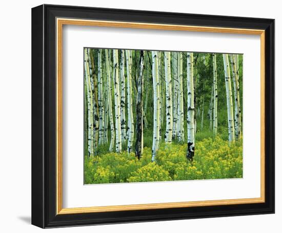 Aspen and Goldenrod, Uinta-Wasatch-Cache National Forest, Utah, USA-Charles Gurche-Framed Photographic Print