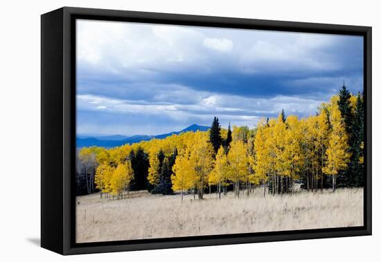 Aspen and Pines-Peter Milota Jr-Framed Premier Image Canvas