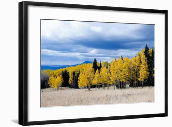 Aspen and Pines-Peter Milota Jr-Framed Photographic Print