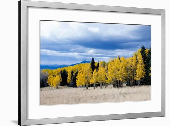 Aspen and Pines-Peter Milota Jr-Framed Photographic Print