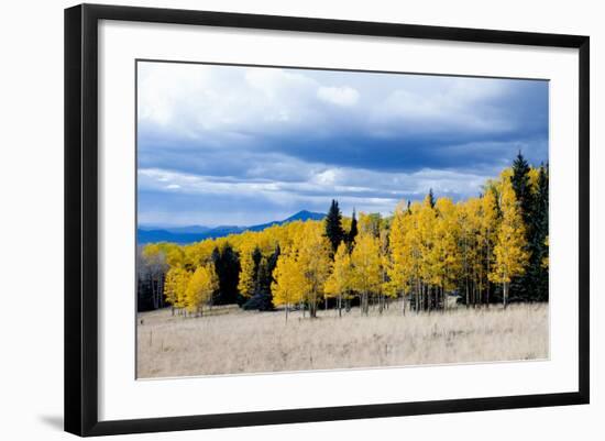 Aspen and Pines-Peter Milota Jr-Framed Photographic Print