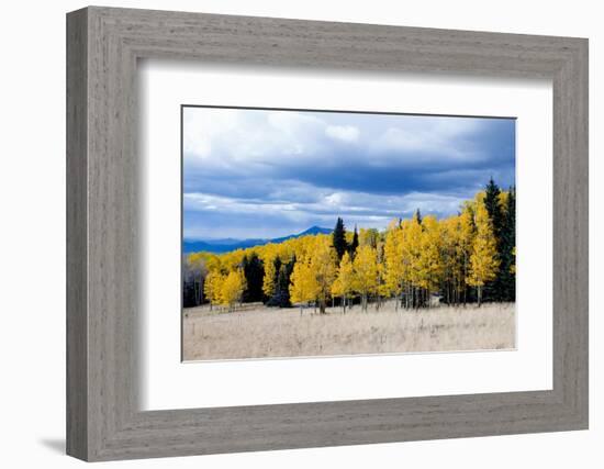 Aspen and Pines-Peter Milota Jr-Framed Photographic Print