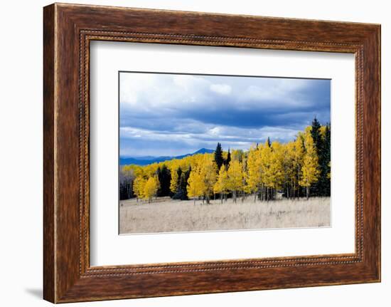 Aspen and Pines-Peter Milota Jr-Framed Photographic Print