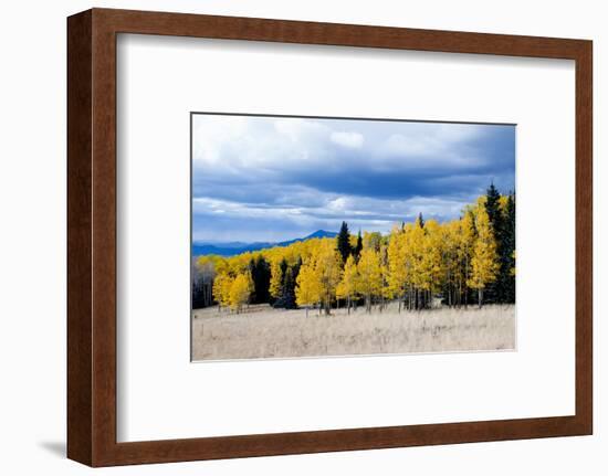 Aspen and Pines-Peter Milota Jr-Framed Photographic Print