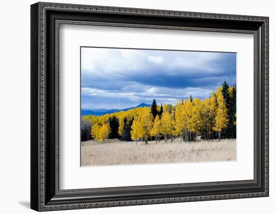 Aspen and Pines-Peter Milota Jr-Framed Photographic Print