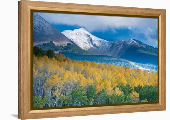 Aspen and Snow-Capped Peaks, La Sal Mountains, Utah-Tom Till-Framed Premier Image Canvas