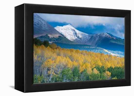 Aspen and Snow-Capped Peaks, La Sal Mountains, Utah-Tom Till-Framed Premier Image Canvas