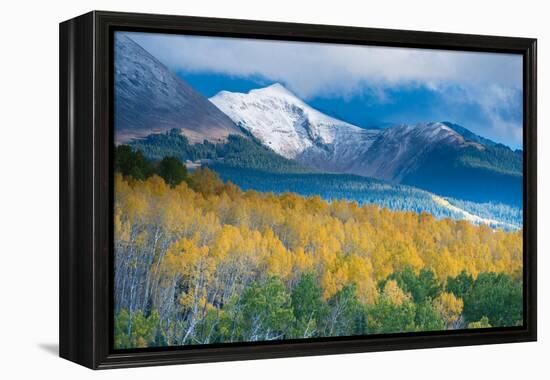 Aspen and Snow-Capped Peaks, La Sal Mountains, Utah-Tom Till-Framed Premier Image Canvas