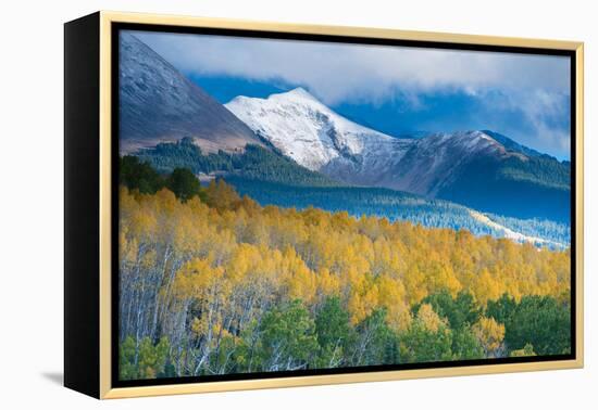 Aspen and Snow-Capped Peaks, La Sal Mountains, Utah-Tom Till-Framed Premier Image Canvas