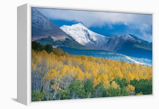 Aspen and Snow-Capped Peaks, La Sal Mountains, Utah-Tom Till-Framed Premier Image Canvas