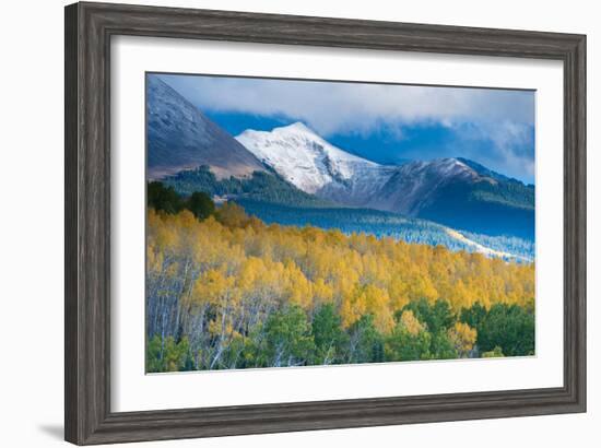 Aspen and Snow-Capped Peaks, La Sal Mountains, Utah-Tom Till-Framed Photographic Print