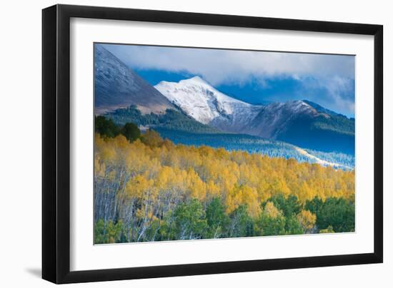 Aspen and Snow-Capped Peaks, La Sal Mountains, Utah-Tom Till-Framed Photographic Print