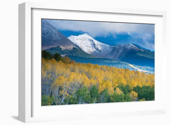 Aspen and Snow-Capped Peaks, La Sal Mountains, Utah-Tom Till-Framed Photographic Print