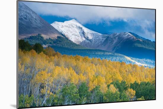 Aspen and Snow-Capped Peaks, La Sal Mountains, Utah-Tom Till-Mounted Photographic Print