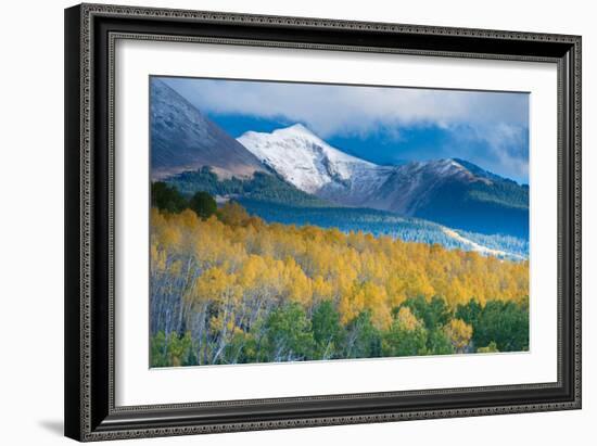 Aspen and Snow-Capped Peaks, La Sal Mountains, Utah-Tom Till-Framed Photographic Print