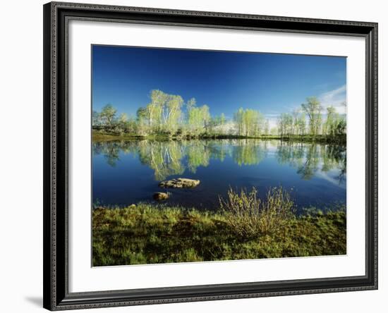 Aspen and Willow Trees, Steen's Mountain National Recreation Lands, Oregon, USA-Scott T. Smith-Framed Photographic Print