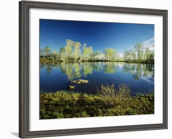 Aspen and Willow Trees, Steen's Mountain National Recreation Lands, Oregon, USA-Scott T. Smith-Framed Photographic Print