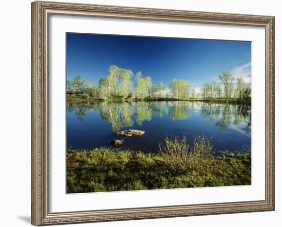 Aspen and Willow Trees, Steen's Mountain National Recreation Lands, Oregon, USA-Scott T. Smith-Framed Photographic Print