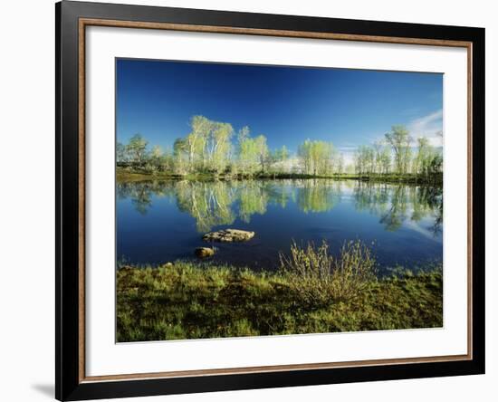 Aspen and Willow Trees, Steen's Mountain National Recreation Lands, Oregon, USA-Scott T. Smith-Framed Photographic Print