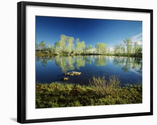 Aspen and Willow Trees, Steen's Mountain National Recreation Lands, Oregon, USA-Scott T. Smith-Framed Photographic Print