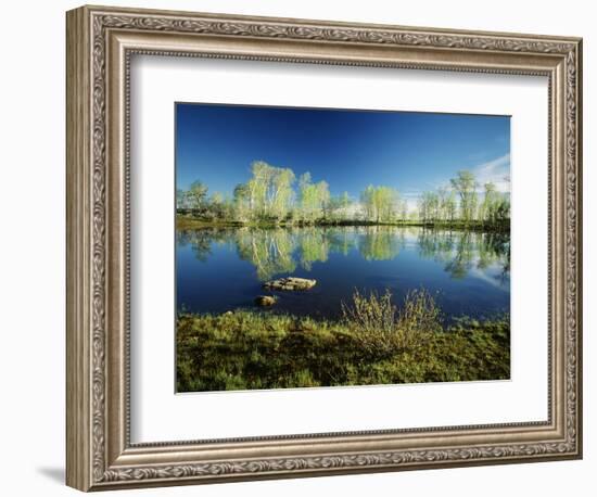 Aspen and Willow Trees, Steen's Mountain National Recreation Lands, Oregon, USA-Scott T. Smith-Framed Photographic Print