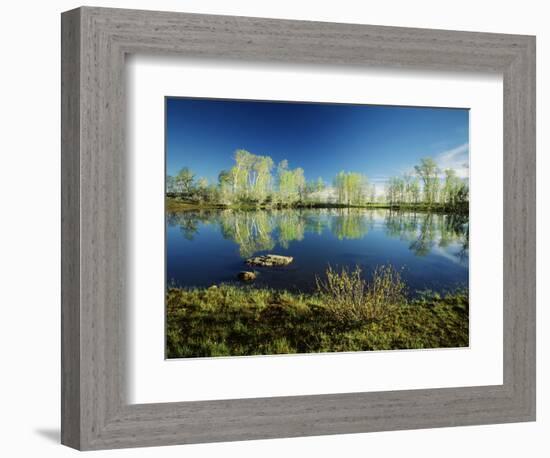 Aspen and Willow Trees, Steen's Mountain National Recreation Lands, Oregon, USA-Scott T. Smith-Framed Photographic Print