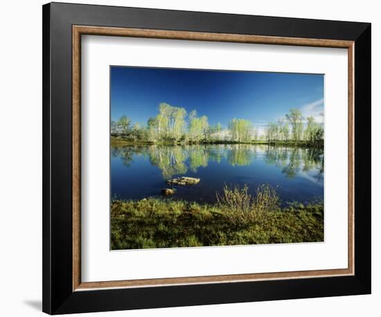 Aspen and Willow Trees, Steen's Mountain National Recreation Lands, Oregon, USA-Scott T. Smith-Framed Photographic Print