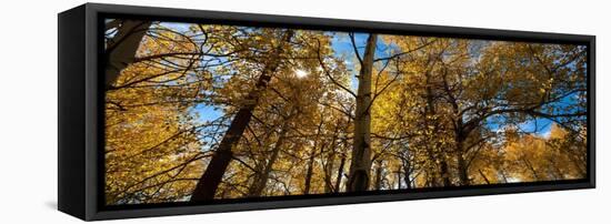 Aspen Autumn-Steve Gadomski-Framed Premier Image Canvas