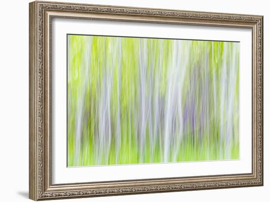 Aspen Blur I-Kathy Mahan-Framed Photographic Print