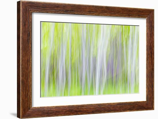 Aspen Blur I-Kathy Mahan-Framed Photographic Print