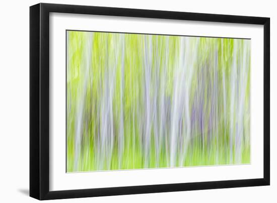 Aspen Blur I-Kathy Mahan-Framed Photographic Print