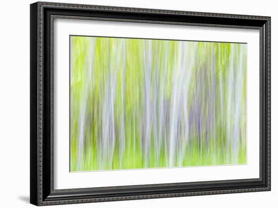 Aspen Blur I-Kathy Mahan-Framed Photographic Print