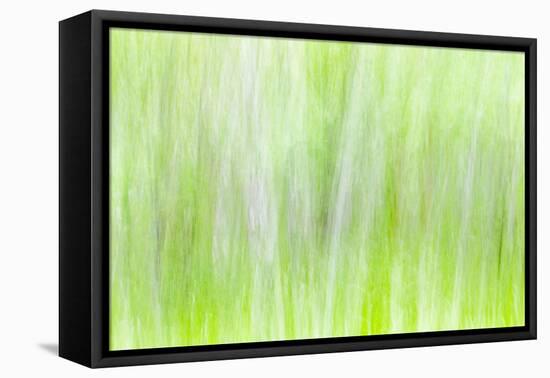 Aspen Blur II-Kathy Mahan-Framed Premier Image Canvas