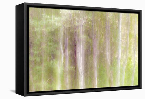 Aspen Blur III-Kathy Mahan-Framed Premier Image Canvas