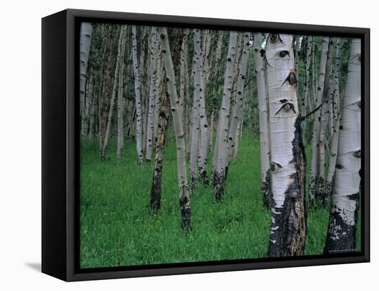 Aspen, Colorado, USA-Jerry Ginsberg-Framed Premier Image Canvas