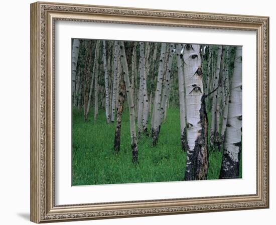 Aspen, Colorado, USA-Jerry Ginsberg-Framed Photographic Print