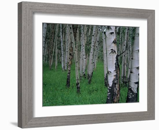 Aspen, Colorado, USA-Jerry Ginsberg-Framed Photographic Print