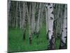 Aspen, Colorado, USA-Jerry Ginsberg-Mounted Photographic Print