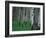 Aspen, Colorado, USA-Jerry Ginsberg-Framed Photographic Print