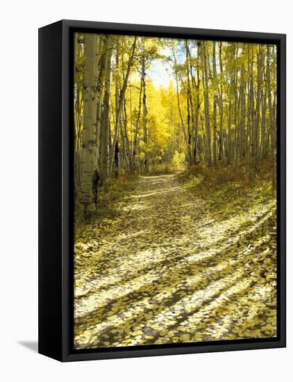 Aspen, Dirt Road, Kebler Pass, Colorado, USA-Darrell Gulin-Framed Premier Image Canvas