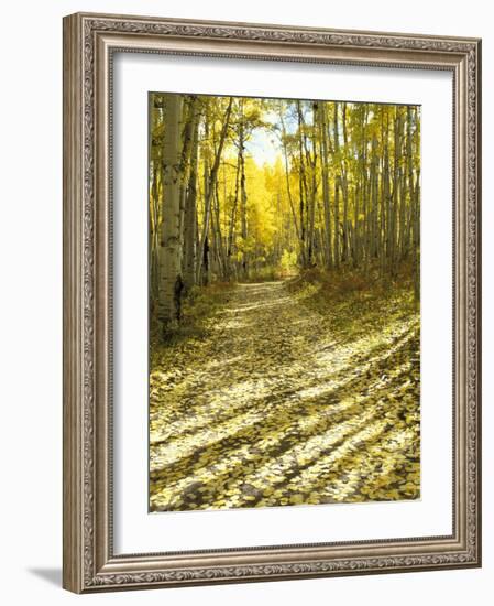 Aspen, Dirt Road, Kebler Pass, Colorado, USA-Darrell Gulin-Framed Photographic Print