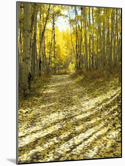 Aspen, Dirt Road, Kebler Pass, Colorado, USA-Darrell Gulin-Mounted Photographic Print