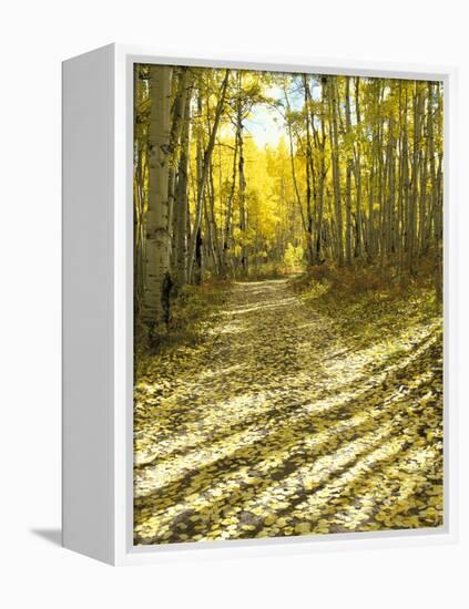 Aspen, Dirt Road, Kebler Pass, Colorado, USA-Darrell Gulin-Framed Premier Image Canvas