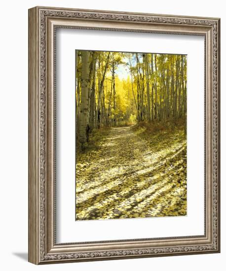 Aspen, Dirt Road, Kebler Pass, Colorado, USA-Darrell Gulin-Framed Photographic Print