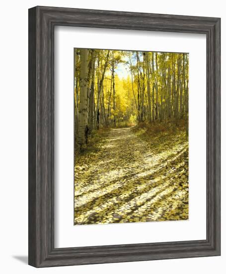 Aspen, Dirt Road, Kebler Pass, Colorado, USA-Darrell Gulin-Framed Photographic Print