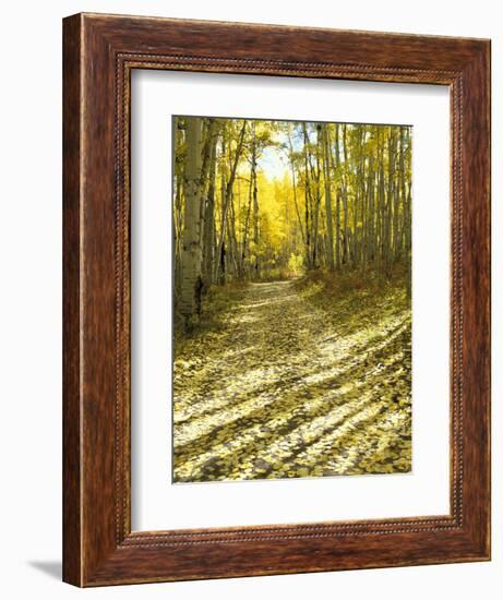 Aspen, Dirt Road, Kebler Pass, Colorado, USA-Darrell Gulin-Framed Photographic Print